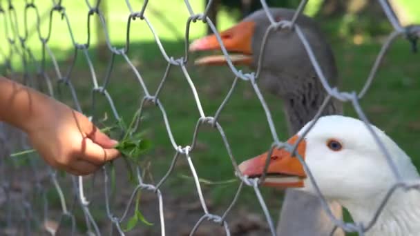 Gans frisst aus der Hand — Stockvideo