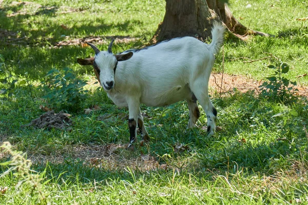 Ziege auf dem Hof — Stockfoto