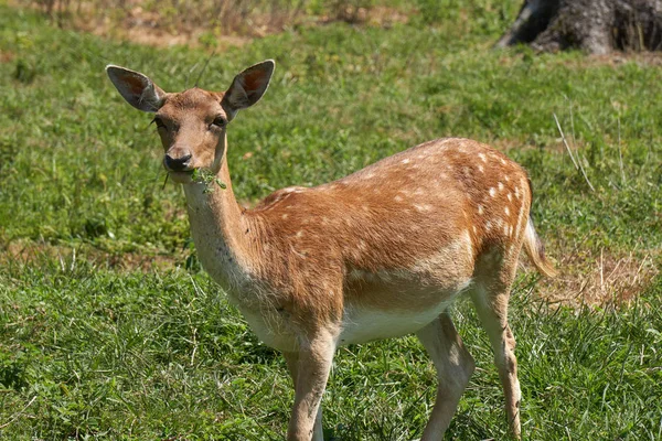 Deer grazing in the mountain — Stock Photo, Image