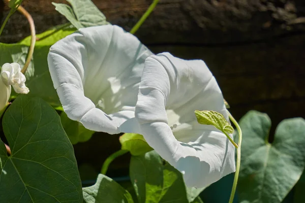 Beyaz kır çiçeği bahçe