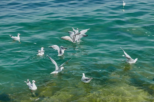 Seagull flying on lake — Stock Photo, Image