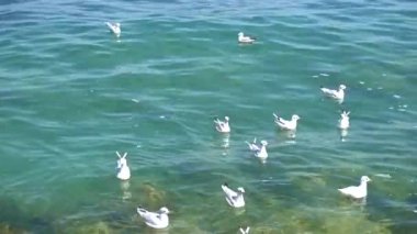 Göl üzerinde uçan martı