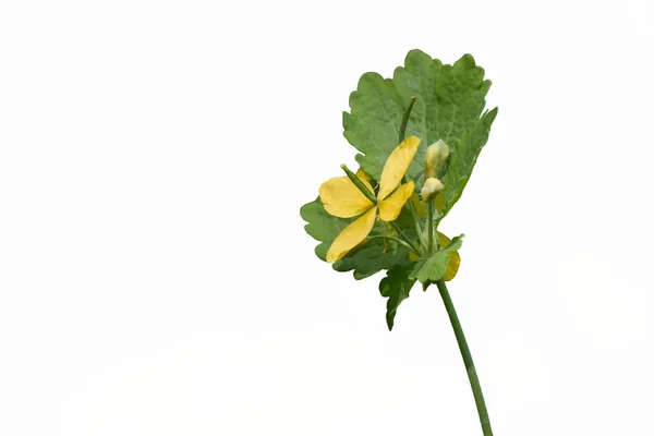 Fiore selvatico giallo nel bosco — Foto Stock