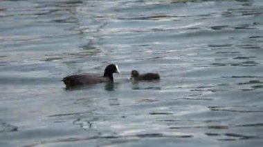 Moorhen ördek köpek yavrusu