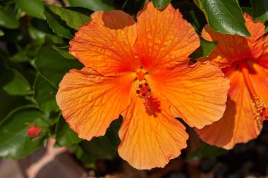 Hibiscus çiçek bahçesinde