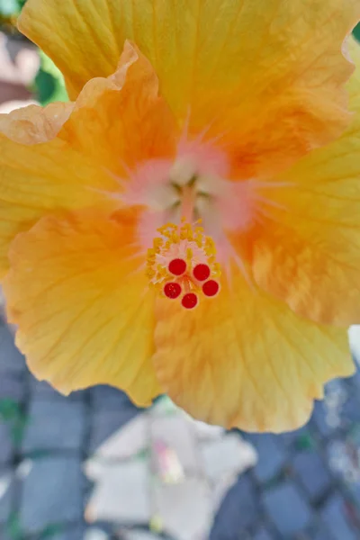 Hibisco en flor en el jardín —  Fotos de Stock