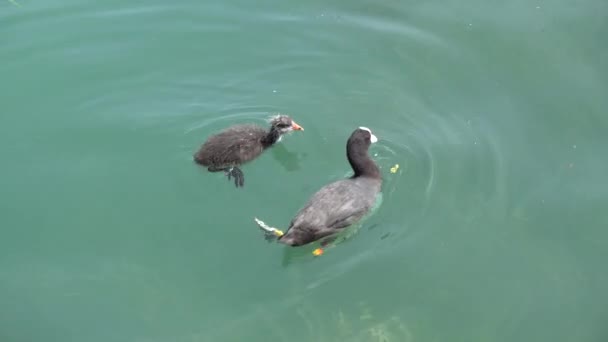 Moorhen pato con cachorro — Vídeo de stock