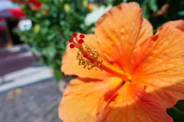 Hibisco en flor en el jardín —  Fotos de Stock