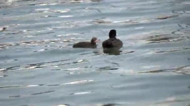 Moorhen ördek köpek yavrusu