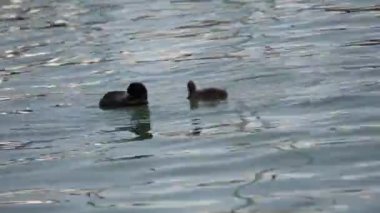 Moorhen ördek köpek yavrusu