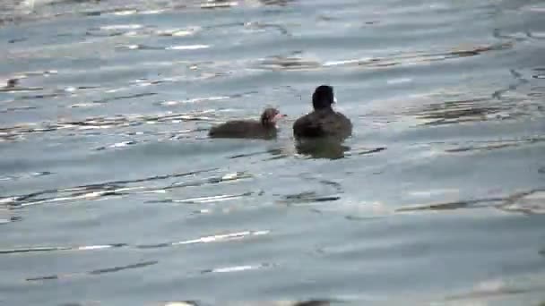 Moorhen pato con cachorro — Vídeos de Stock