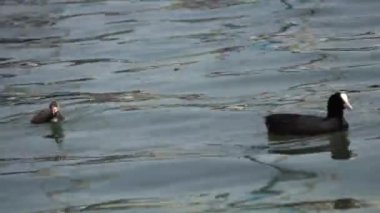 Moorhen ördek köpek yavrusu