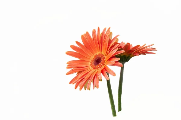 红色的非洲菊菊花插在花瓶里 — 图库照片