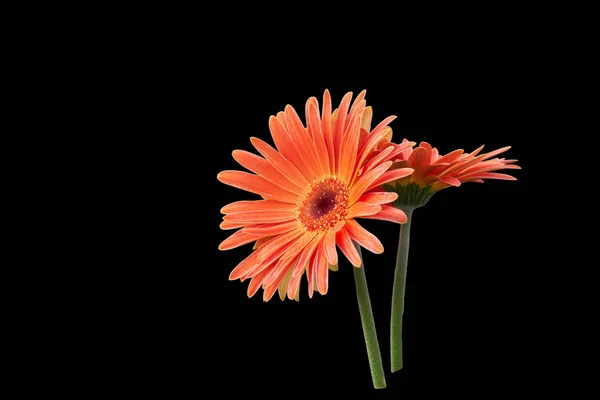 Röd gerbera daisy i vas — Stockfoto