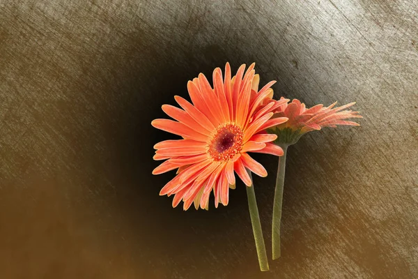 Röd gerbera daisy i vas — Stockfoto