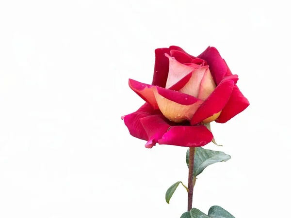 Rosa em flor no jardim — Fotografia de Stock