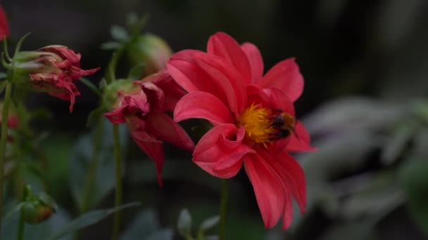 Bee on dahlia in the garden — Stock Video