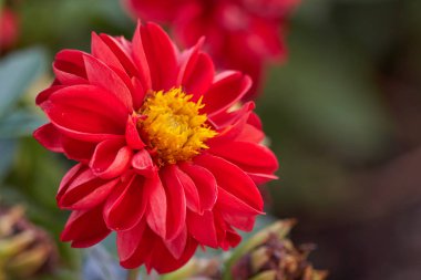 Bahçedeki Dahlia