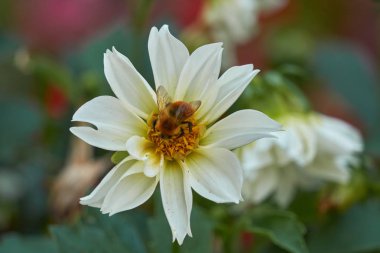 dahlia bahçede arıya