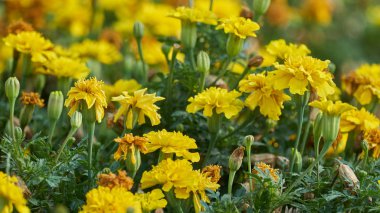 tagete çiçek bahçesinde