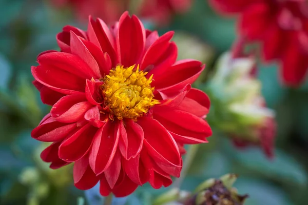 Bahçedeki Dahlia