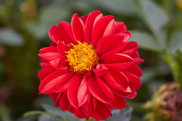 Dahlia in the garden — Stock Photo, Image