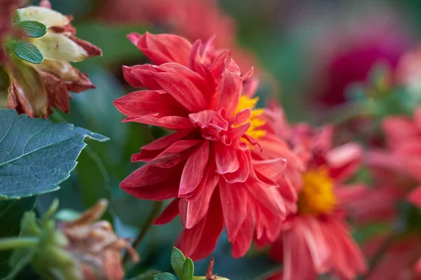 Bahçedeki Dahlia