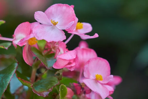 Rosafarbene Begonie im Garten — Stockfoto