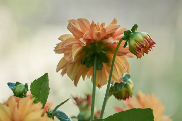 Bahçedeki Dahlia — Stok fotoğraf