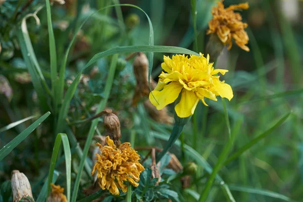 Tagete λουλούδι στον κήπο — Φωτογραφία Αρχείου