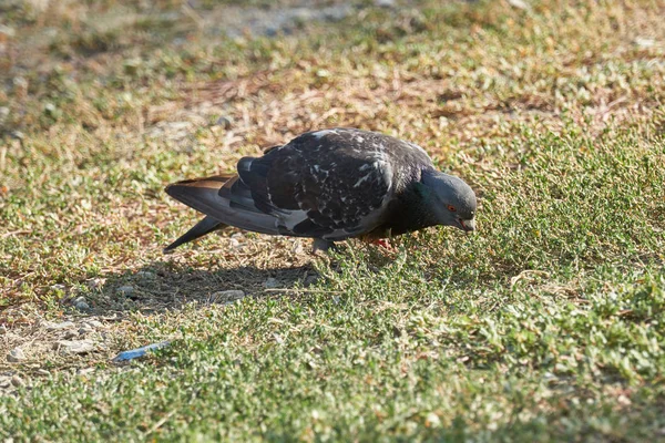 Pigeon sur prairie — Photo