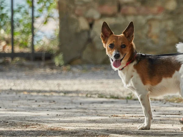 Little cute puppy dog — Stock Photo, Image