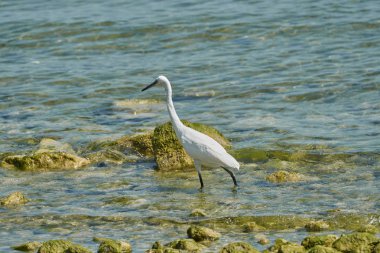 Gölde beyaz balıkçıl