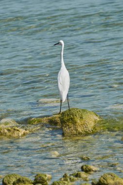 Gölde beyaz balıkçıl