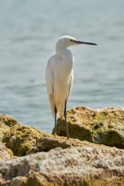 Gölde beyaz balıkçıl