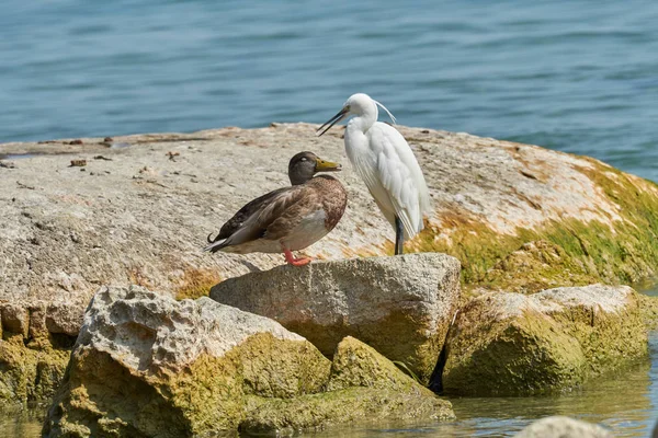 Reiher und Ente auf Felsen am See — Stockfoto
