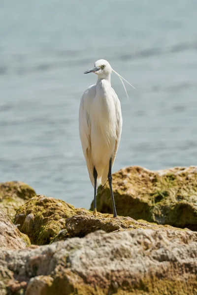 Gölde beyaz balıkçıl