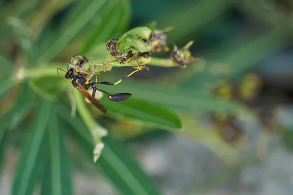 Wasp potter on plant — Stock Photo, Image