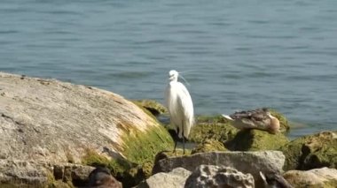 Heron ve kaya Gölü üzerinde ördek