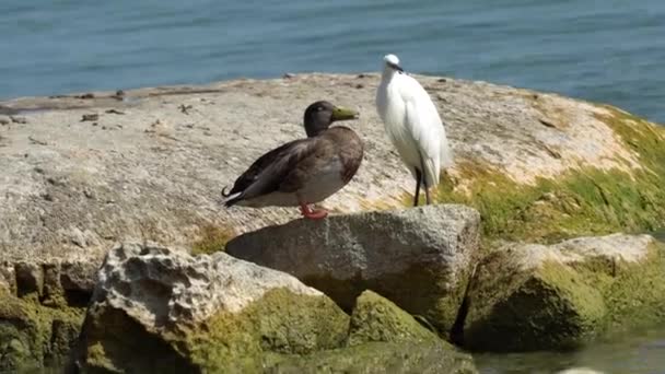 Héron et canard sur la roche au lac — Video