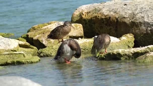 Ente auf Felsen am See — Stockvideo