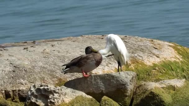 Reiher und Ente auf Felsen am See — Stockvideo