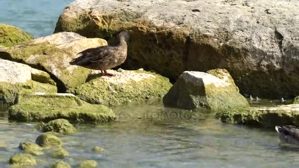Ente auf Felsen am See — Stockvideo