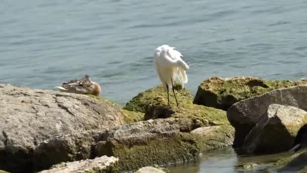 Witte reiger op rock op lake — Stockvideo