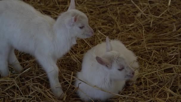 Cabra de cachorro na fazenda — Vídeo de Stock