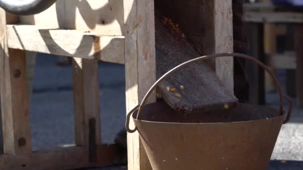 Beschuss der Kolben auf dem Bauernhof — Stockvideo