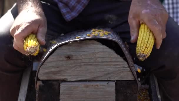 Beschietingen van de kolven in de farm — Stockvideo