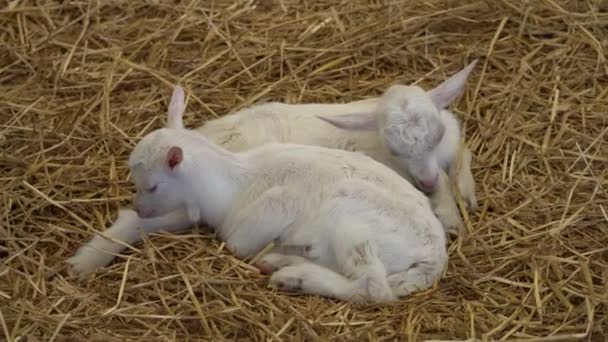 Chèvre chiot dans la ferme — Video