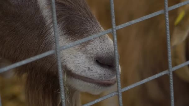 Koza na farmě — Stock video