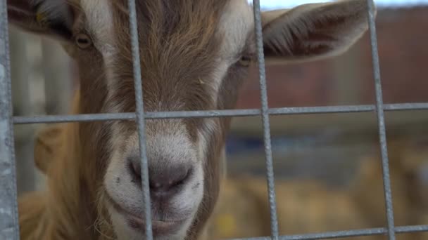 Chèvre dans la ferme — Video